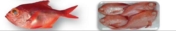 70  PALOMETA ROJA