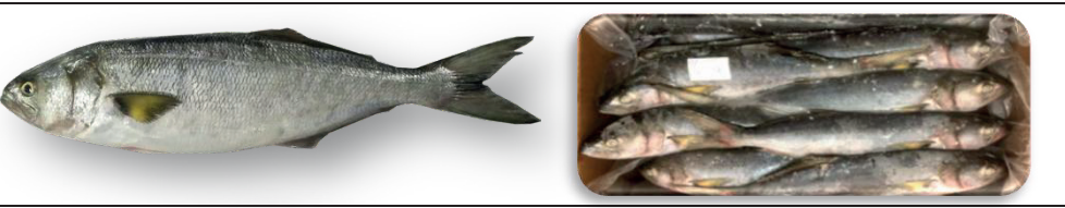 8 BLUEFISH